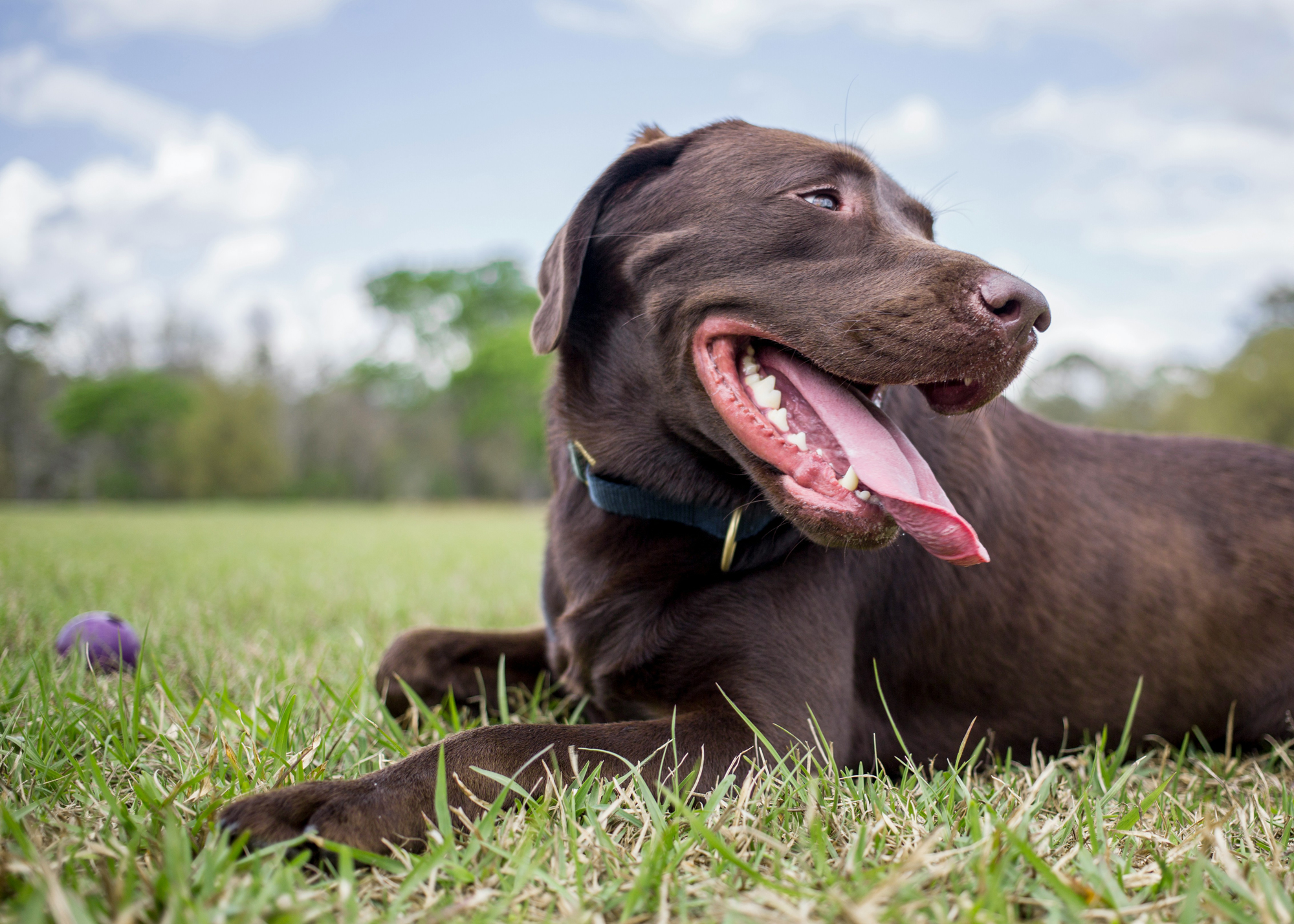 Dog Herbal Supplements Explained
